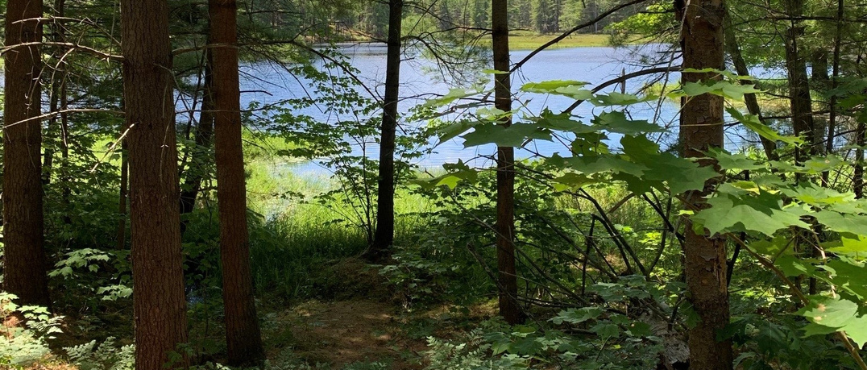 Shady trees in front of a sunny lake